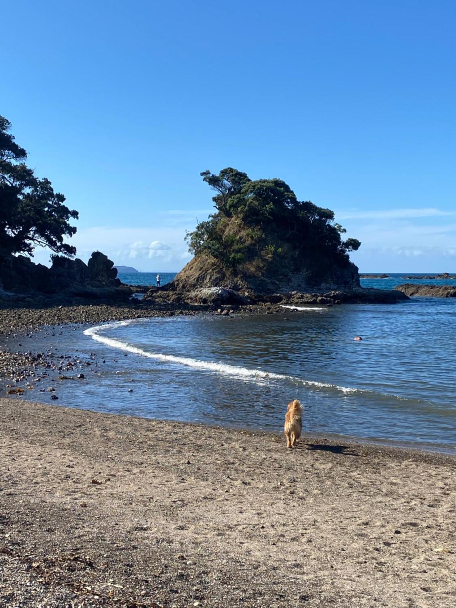 Kereru Cabin - Spectacular Seaviews, Rustic, Glamping Eco Adventure Palm Beach 外观 照片